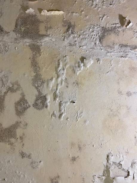 Best Kitchen Mold Remediation in Lodi, CA